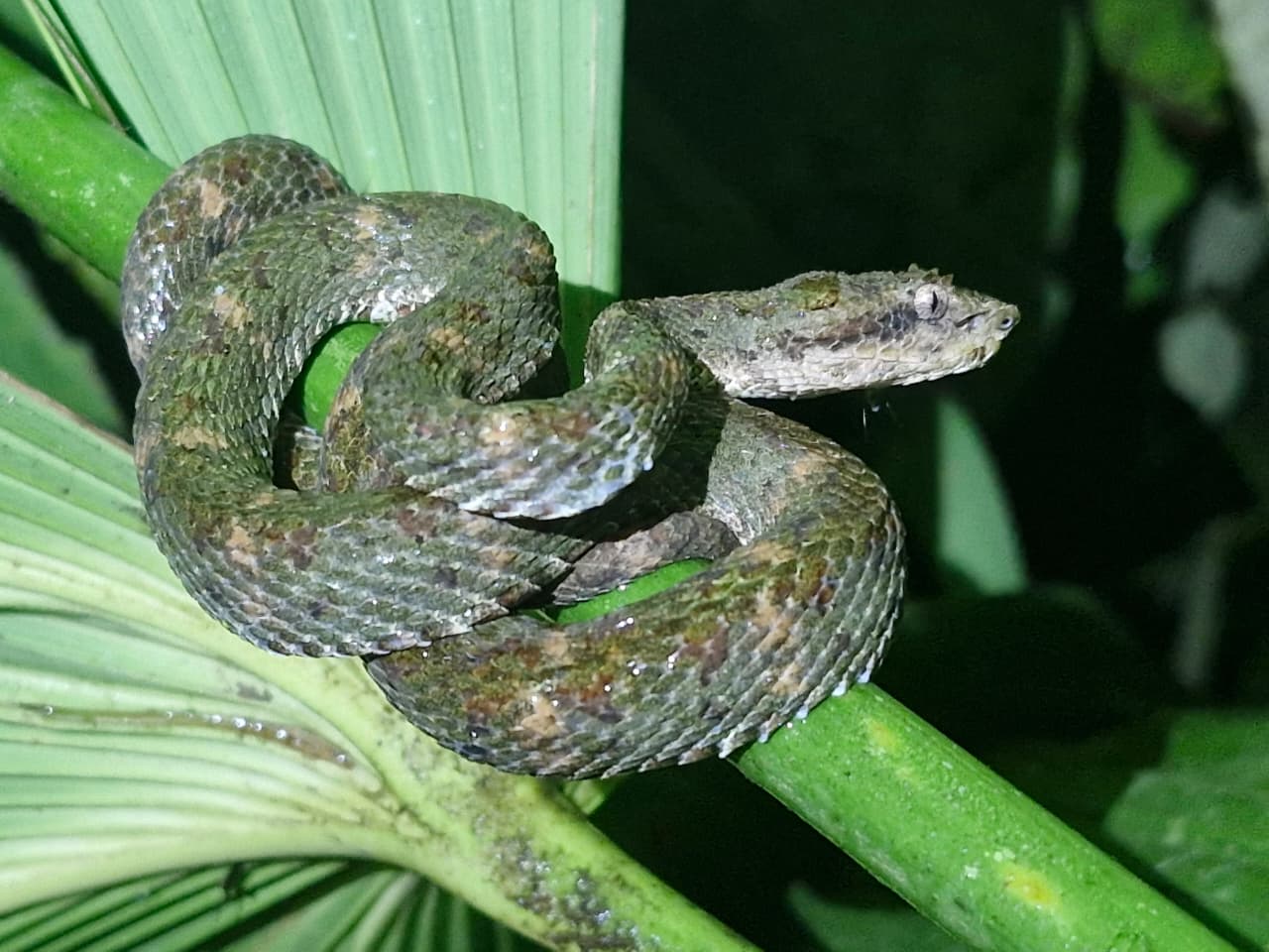 Green snake